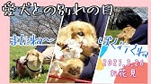 柴犬ミッチー 永眠 Youtube 柴犬ミッチー 永眠 Youtube