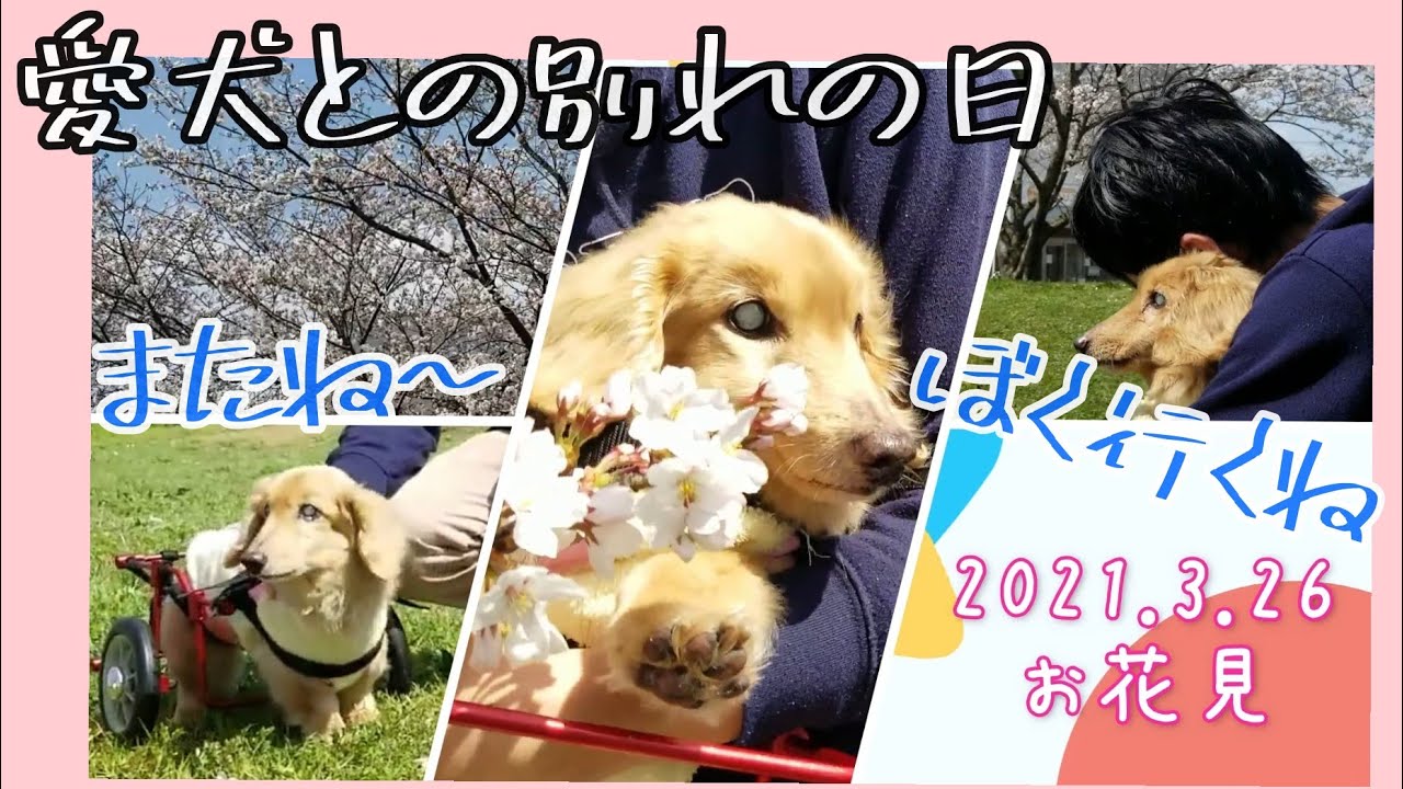 亡くなる日　１時間前～最期看取り【観覧注意】ぼく19歳7ヶ月　老犬介護　マロン君　【ミニチュアダックス】2021 4 2撮影