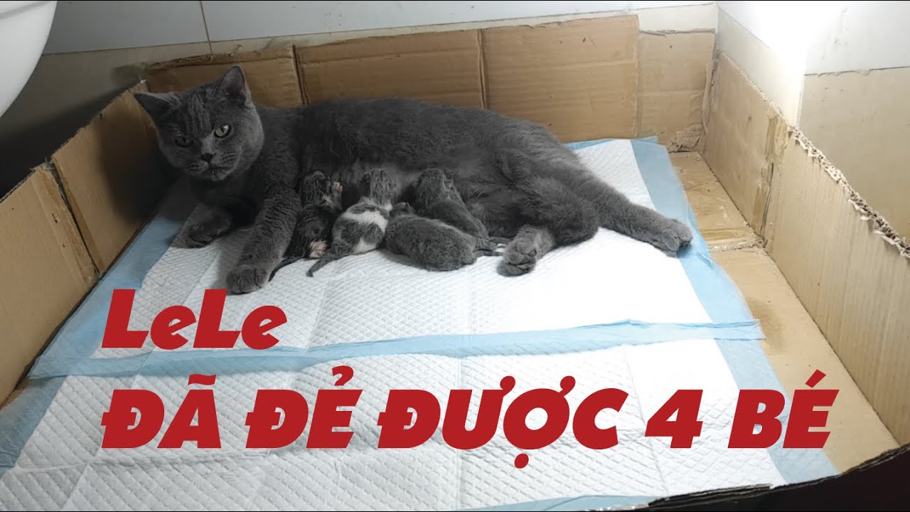 Mèo Anh Lông Ngắn Đẻ, Quay Chi Tiết Đẻ Từng Con #1|... - youtube