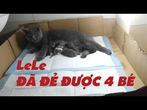 Video Mèo Anh Lông Ngắn Đẻ, Quay Chi Tiết Đẻ Từng Con #1|... - youtube