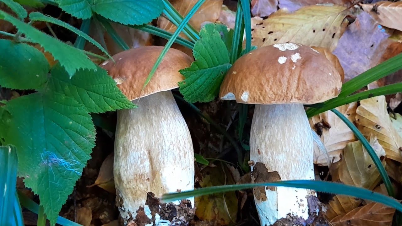 Білих Грибів у Лісі Тьма,  це Тільки Кажуть, що Нема  !!!