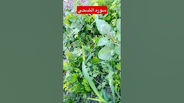 سوره الضحي بصوت الشيخ عبدالباسط عبدالصمد رحمه الله