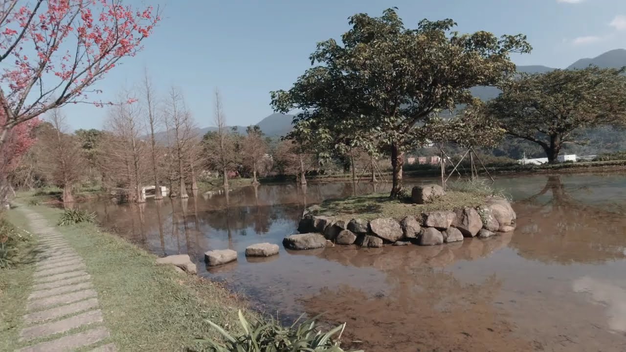 騎車到三芝田心水中央 騎車賞櫻花