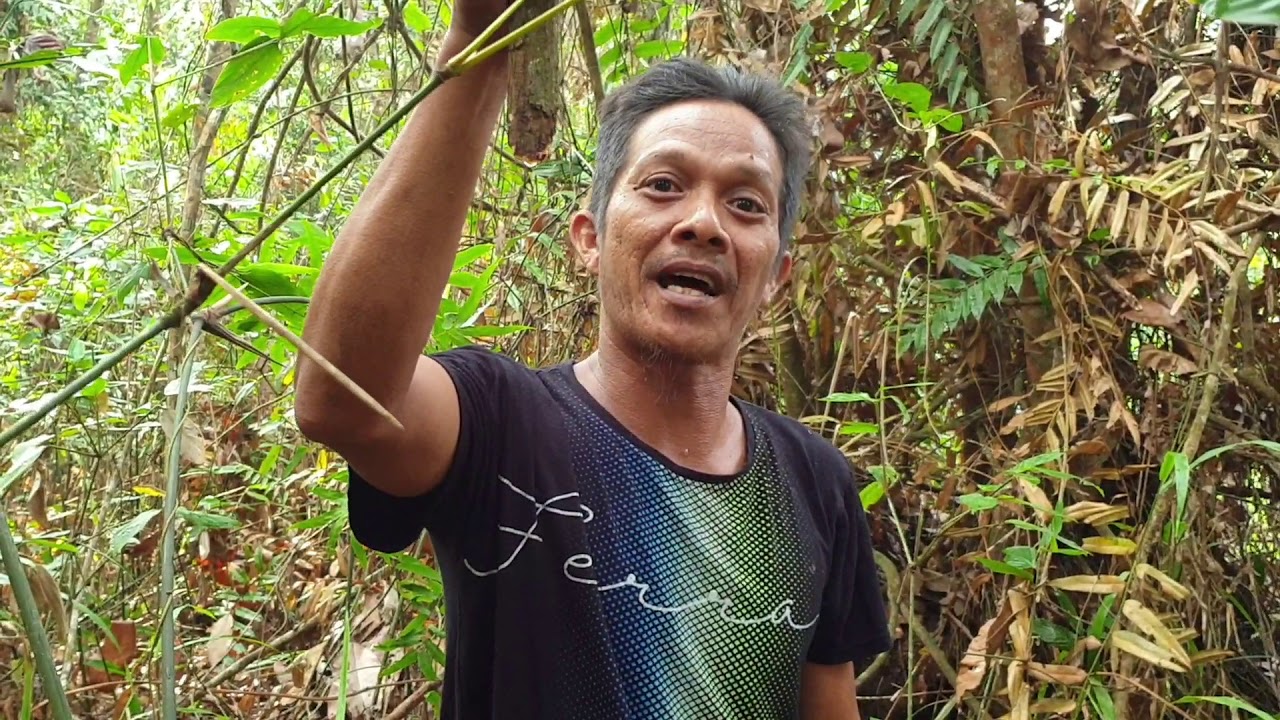 Kayu Bajakah merah dan bajakah yang kuning 