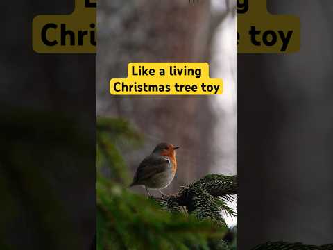 Видео: A real living Christmas tree toy sings and pleases the soul #birds #christmastree #nature