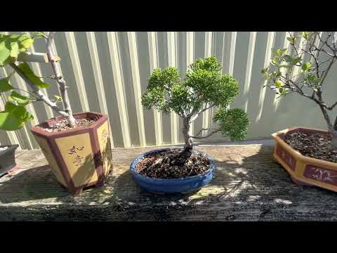 HOLTZMAN'S GARDEN UPDATE 6-13-22