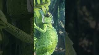 Chameleon Changing Color 😍