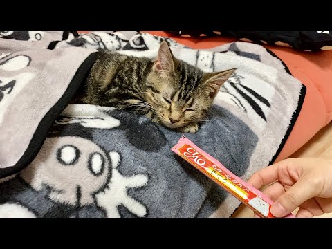 寝てる子猫にちゅーるを近づけるとこうなりますw