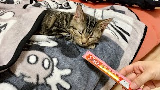 寝てる子猫にちゅーるを近づけるとこうなりますw