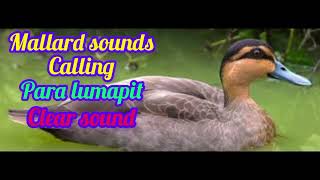 calling sound#mallard or #wildduck super effective#giovanimixhunter