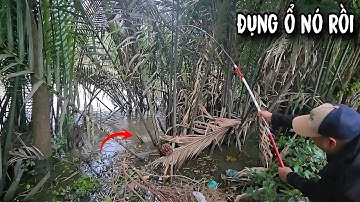 Tập 190 - Câu Cá Rô Đồng Trúng Ổ Cá Trê Ăn Liên Tục Như Này Giật Đã Tay