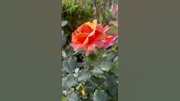 Thumbnail of Easy does it rose.