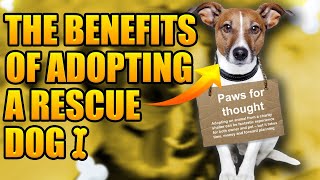 The benefits of Adopting a Rescue Dog by DogTalk 473 views 8 months ago 6 minutes, 16 seconds