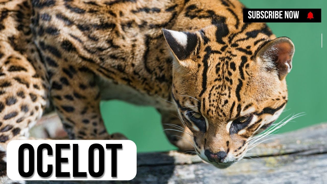 ocelot | Leopardus pardalis | animal histrology