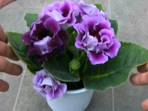 グロキシニアの育て方 How To Grow Gloxinia Youtube