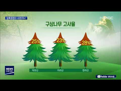 [뉴스데스크] 기후 변화로 고산지대 상록침엽수 고사