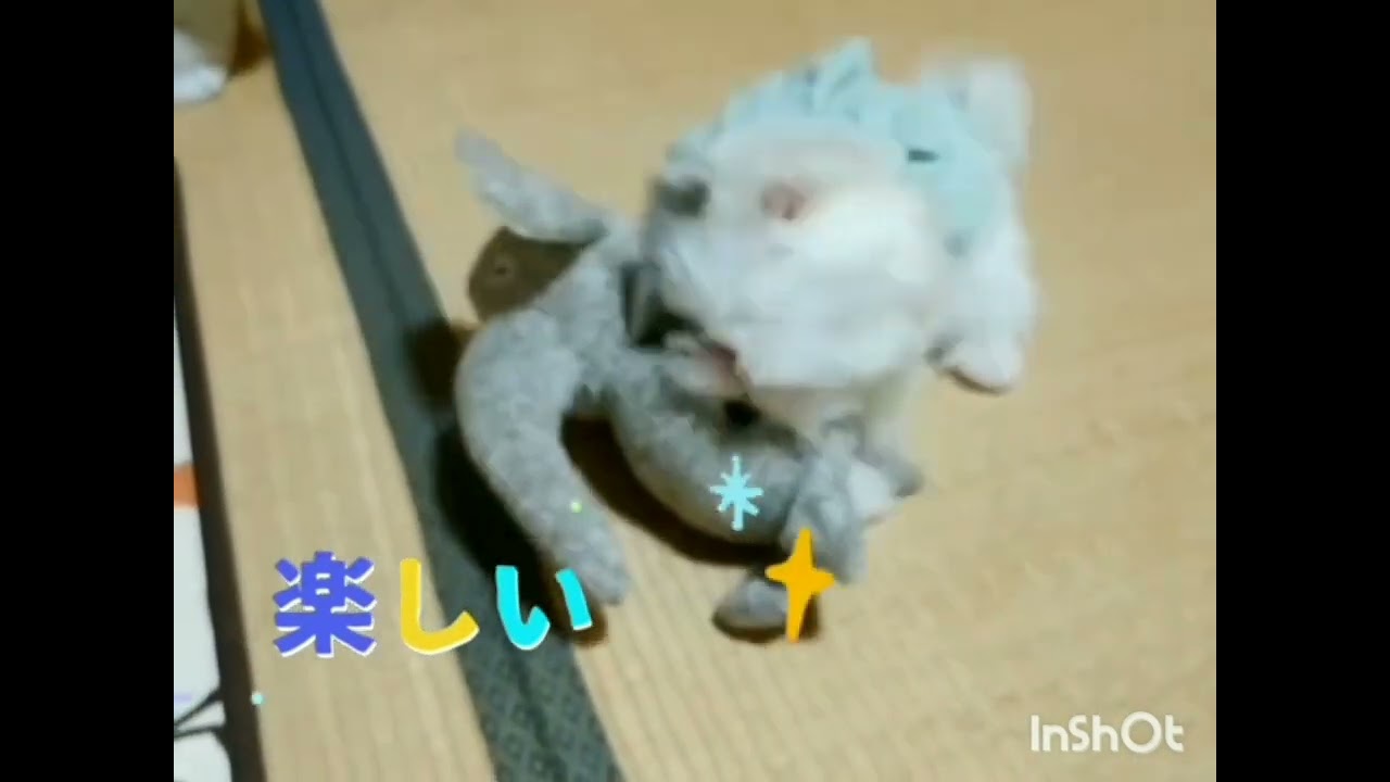 お久しぶりです😌💓5月にマロンの妹をお迎えしていました😊これからも