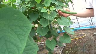 夏だ‼館林に行こう。本気のキュウリ作り編。