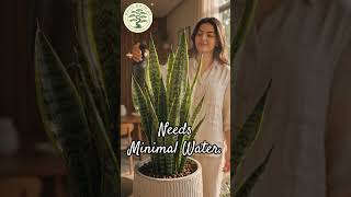 Meet the ultimate summer survivor🌿#airpurifyingplants #plantssparkjoy #buyplantsonline #greenliving