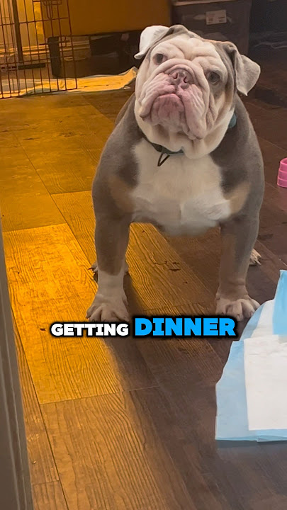 Bulldog dengan sikap🤣 #videoviral #lucu #videoviral #viralshort #viralshorts #anjing