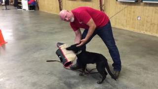 Early Protection Training Development Zosyn 19 Wks Powerhouse Prufenpuden Puppy