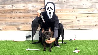 Halloween Ghostface Prank VS Funny Dog: Flor The Frenchie Funny Dog Vs Skeleton Dance Prank Flor The Frenchie