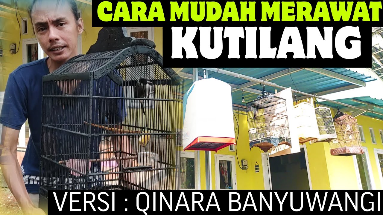 CARA MUDAH MERAWAT KUTILANG AGAR CEPAT GACOR