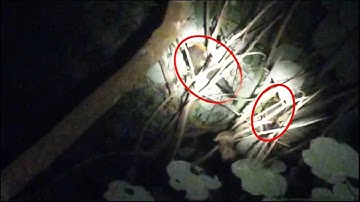 Yos hav zoov tua nas tua noog tua qaib qus chaw pw