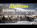 Дагестан. Бараны на дорогах