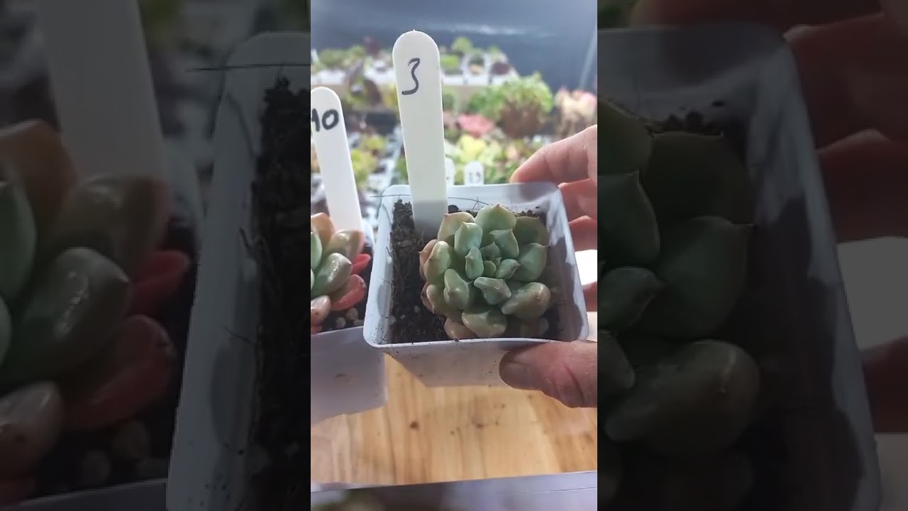 Instagram canlı yayin❤️