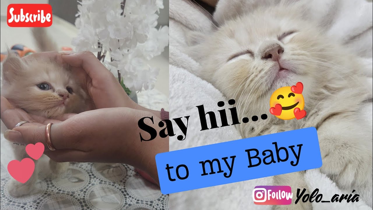 MY FIRST KITTEN 😺1st 24hrs *  Life of a mother | vlog series day 1