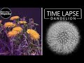 Growing Dandelion Flower Time Lapse