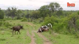 Lion Goes To Orbit With The Power Of Snipars