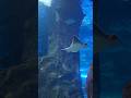 Aquarium 🐠 San Sebastián - Donostia, España 🇪🇸 #shorts