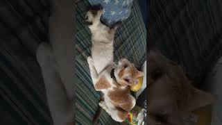 CAT MATING SIAMESE AND TABBY CAT