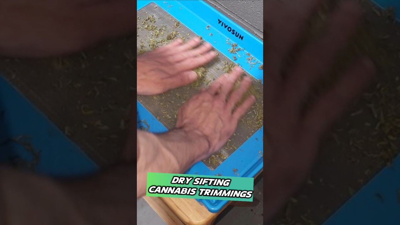 Collecting TONS Of Dry Sift From My Recent Cannabis Harvest Trimmings!!
