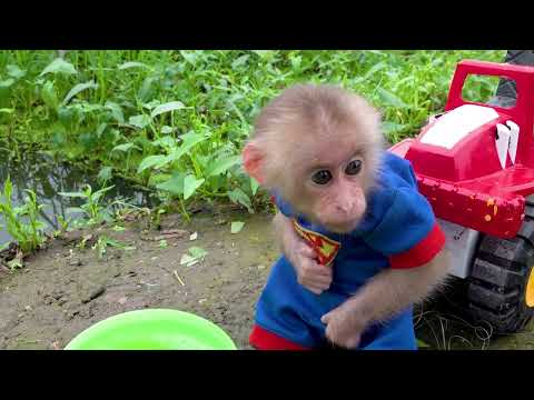 Bibi, a macaca, vai pescar e encontra alguns ovos surpresa | Animal Home PT