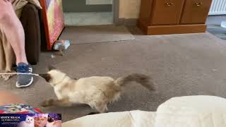 String Monster Attack! Fast Paws & Slow Mo Pounces 🐾😂