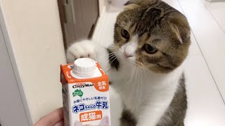 【猫】雨の日はミルクを飲んで元気になろう!!【スコティッシュフォールド】