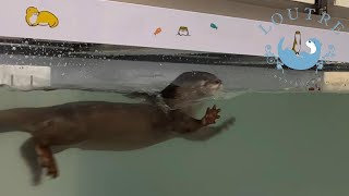 カワウソとドローン　Otters meet a drone