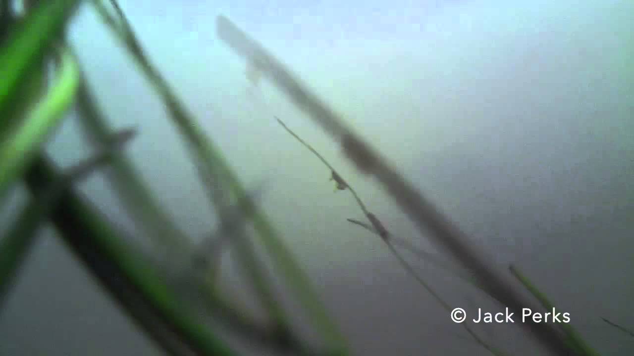 bream bed Lure Fishing Underwater Perch, Chub, Salmon, Trout, Bream