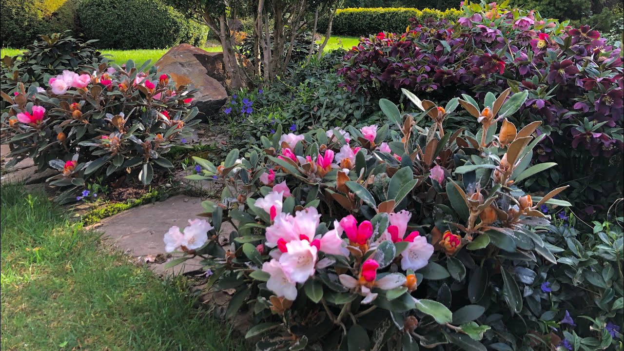 Kwiecień w ogrodzie w Beskidzie Wyspowym część 2