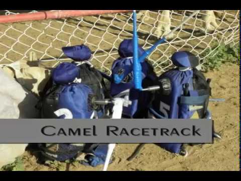 Camel Racetrack Ras Al Khaimah 2010 Youtube