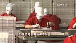 20150916 致富经  野生蓝莓引发的传奇财富