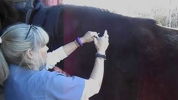 PF Practicum 2 Video of IM Injection in a Horse