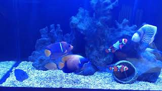 Tony小羅的海水魚世界~20200427隔離一個禮拜,人工小金點藍嘴出關囉!
