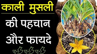 कल मसल क पहचन और फयद Black Musli Health Benefits