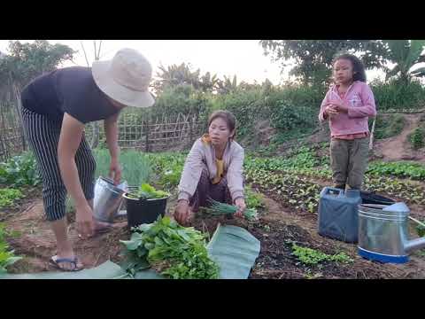 Video: Kua Zaub Nrog Zaub Kav Thiab Zaub