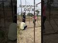 Poultry farm bussiness Day 8 😍 8/40 #short #shortvideo #poultryfarming #bussiness #kamranvlogs100
