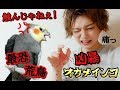 【賛否両論】荒鳥?店の奥に居た5000円の凶暴オカメインコ。感動のラスト! Cockatiel